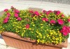 Fiori Vaso